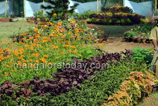 flower show at kadri park 1